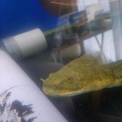ポリプ　熱帯魚の画像