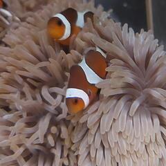 天然カクレクマノミベイビー2匹