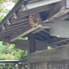 蜂の巣駆除致します。