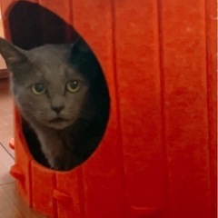グレーの綺麗な猫です。