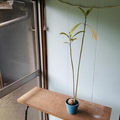 沖縄漂流植物 ケルベラ Cerbera 漂流植物 観葉植物　ヤシ　希少