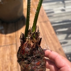 ソテツ　南国植物　ヤシ　観葉植物　ドライガーデンの画像