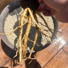 ソテツ　南国植物　ヤシ　観葉植物　ドライガーデンの画像