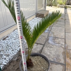 ソテツ　南国植物　ヤシ　観葉植物　ドライガーデンの画像