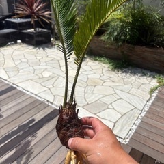 ソテツ　南国植物　ヤシ　観葉植物　ドライガーデンの画像