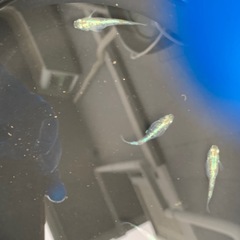 親種　緑光鋼　メダカ　めだか　