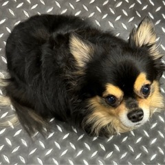 血統書付き里親至急に募集してます - 犬