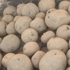 じゃが芋玉ねぎW収穫体験　