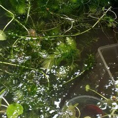 水草（アナカリス）