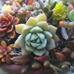 多肉植物カット苗詰め合わせの画像