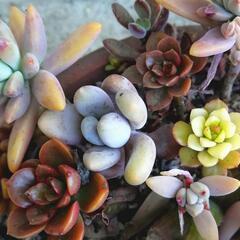 多肉植物カット苗詰め合わせの画像