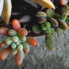 多肉植物カット苗詰め合わせの画像