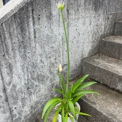 アガパンサス　間もなく開花