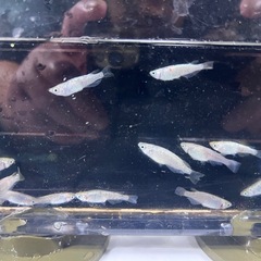 A画像のメダカ１０００円の画像