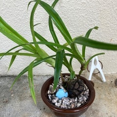 アダン