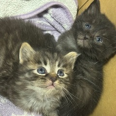 子猫の里親募集中