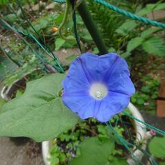 朝顔　極小　ブルー　ガーデニング　草花　苗　植物　園芸　Ａの画像