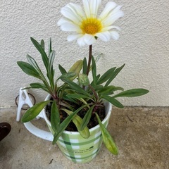 🌼植物②