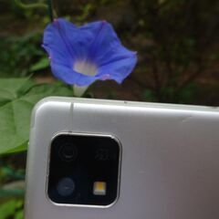 朝顔　極小　ブルー　ガーデニング　草花　苗　植物　園芸　Ａの画像