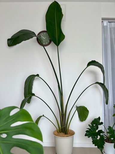 【値下げ中】ストレリチア　大型観葉植物 約230cm