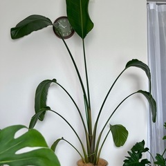 ストレリチア　大型観葉植物 約230cm