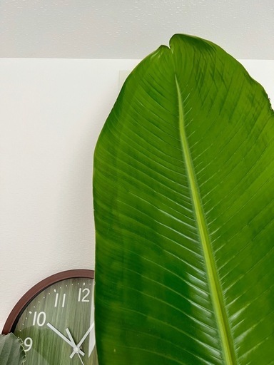 【値下げ中】ストレリチア　大型観葉植物 約230cm