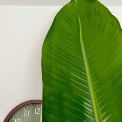 【値下げ中】ストレリチア　大型観葉植物 約230cmの画像