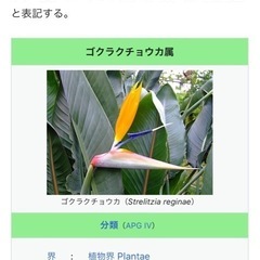 【値下げ中】ストレリチア　大型観葉植物 約230cmの画像