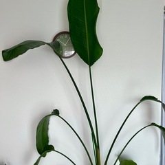 【値下げ中】ストレリチア　大型観葉植物 約230cmの画像