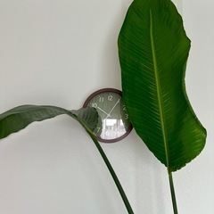 【値下げ中】ストレリチア　大型観葉植物 約230cmの画像