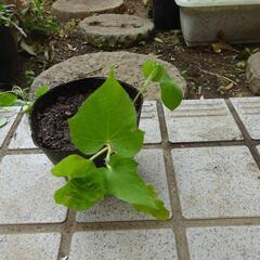 朝顔　極小　ブルー　ガーデニング　草花　苗　植物　園芸　Ａの画像