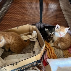 茶トラ　生後1ヶ月半から2ヶ月　オス - 猫