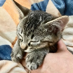 キジトラ(サバトラ？)子猫　2ヶ月の男の子②