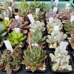 元気な多肉植物苗　❶の画像