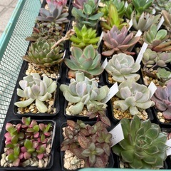 元気な多肉植物苗　❶の画像