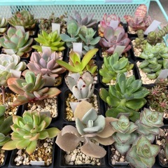 元気な多肉植物苗　❶の画像