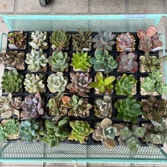 元気な多肉植物苗　❶の画像