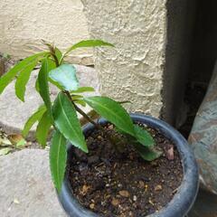 万両　まんりょう　ガーデニング　苗木　植物　園芸　Ａ