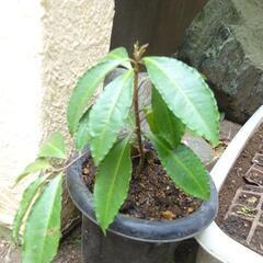万両　まんりょう　ガーデニング　苗木　植物　園芸　Ａの画像