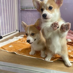 コーギーの赤ちゃん(子犬販売) - ペット