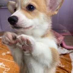 コーギーの赤ちゃん(子犬販売) - うるま市