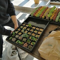 多肉植物に詳しい方！ボランティアで教えて下さる親切な方を探…
