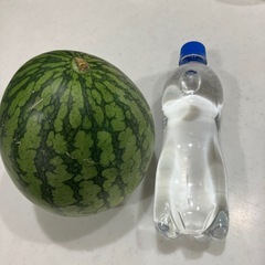 黄色の小玉すいかの画像
