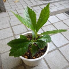 千両　せんりょう　ガーデニング　苗木　植物　園芸　Ａ