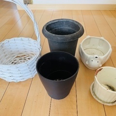 無料でお譲りします🌼