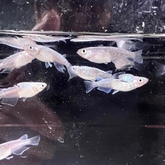 Ｂ画像のメダカ１０００円ですの画像