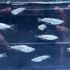 Dメダカの画像１０００円です
