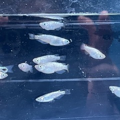 Dメダカの画像１０００円です
の画像
