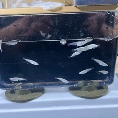 Dメダカの画像１０００円です
の画像