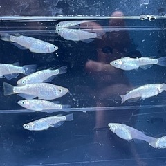Dメダカの画像１０００円です
の画像